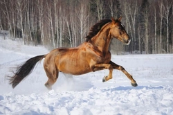 Comprehensive Guide to Caring for Horses in Colder Weather