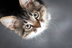 Por qué mi gato no usa la bandeja sanitaria