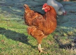 18 Fascinating Chicken Facts for UK Garden Keepers