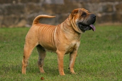 Comprehensive Guide to Shar Pei Health and Care