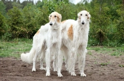 The Borzoi: A Healthy Breed With Few Hereditary Disorders