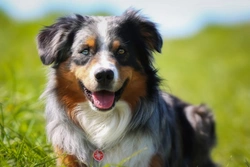 Traits to Look For in a Family Dog: A 2025 Guide