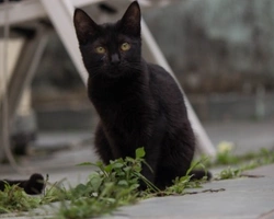 Associazioni animali: Amor di gatto