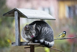 Protecting Wild Birds from Hunting Cats: 7 Effective Steps
