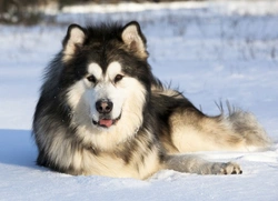 Successful Alaskan Malamute Training: Step-by-Step Guide
