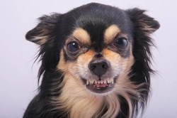 How to Handle an Aggressive Chihuahua: Expert Step-by-Step Guide