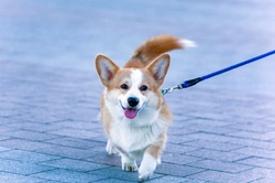 Dog walking in self-isolation: How to avoid contact safely
