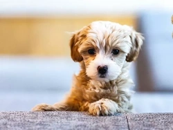8 controles esenciales para elegir un cachorro saludable