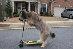 10 Guinness World Record Holding Dogs with Amazing Talents