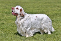 PDP-1 Deficiency in Spaniels: Genetic Health Guide