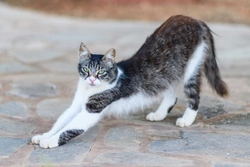 What is a Cyprus Cat? Key Facts and Care Tips