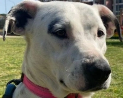 Adozioni cani: la storia di Biancaneve, cucciolona da favola