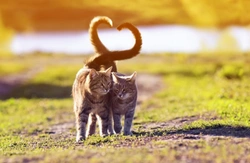 10 Essential UK Cat Health Tips for 2025 Every Owner Should Know