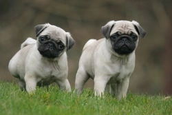Pug Dog Encephalitis: Causes, Symptoms & Hereditary Testing