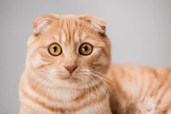 Cat Genetics Part One: Understanding What a Gene Is