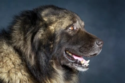 Caucasian Shepherd Dog Variants: Types & Characteristics