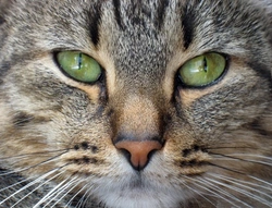 Interesting Facts About a Cat's Nose: Unique & Vital Senses