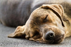 Hoeveel uren slapen honden per dag?