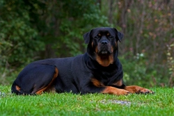 Microphthalmia in Dogs: Causes, Signs & Breeding Advice