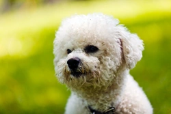 Corneal lipidosis in the Bichon Frise: Causes, Symptoms & Care
