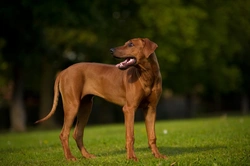 Juvenile Myoclonic Epilepsy (JME) Testing in Rhodesian Ridgebacks