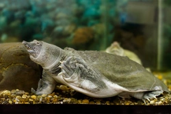 Keeping Soft-Shelled Turtles as Pets: Care Guide