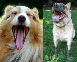Australian Shepherd e Australian Cattle Dog: differenze