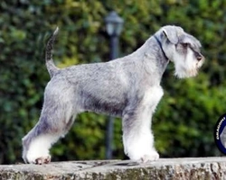 Lo Zwergschnauzer, grande razza in taglia ridotta