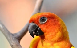 Sun Conure Care Guide: 2025 Essentials for Pet Owners