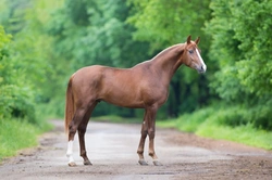 How to Assess the Conformation of a Horse: A Complete Guide