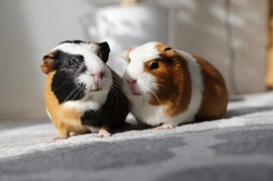 Keeping small caged pets calm and safe on Guy Fawkes Night