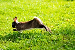 Vertebral Fractures and Paralysis in Rabbits: Causes & Care