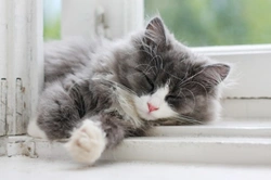 Complete Guide to Understanding Your Cat's Sleeping Habits