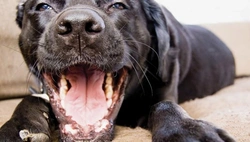 Slechte adem bij honden behandelen