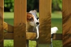 How to Manage a Roaming Dog: Essential Tips and Solutions