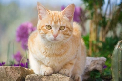Effective Flea & Worm Treatments for Your Cat Now