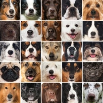 How to Narrow Down Your Search for the Right Dog Breed