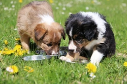 Keeping Puppies Hydrated: Essential Care Tips for Their First Year