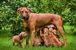 Recognising Canine Mastitis: Signs and Effective Treatment