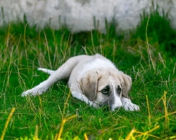Associazioni animali: Associazione ABAIAA - Tutela degli Animali