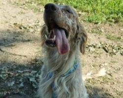 Adozioni cani: la storia di Lerry, un Setter dolcissimo