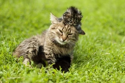 Cat or Kitten: Which is Right for You?