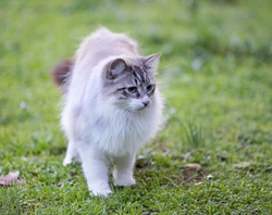 History of the Birman Cat: Origins and Legends Explained