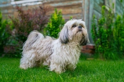 10 things to know before buying a Shih Tzu puppy