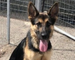 Adozioni cani: la storia di Emma, giovane Pastore Tedesco