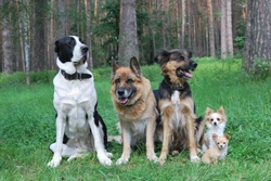 Choosing the Best Dog Breed or Type for You