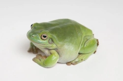 Complete Guide to White’s Tree Frogs as Pets