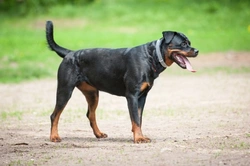 Rottweiler hereditary health: Testing & breed guidelines