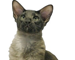 Orientale a pelo semilungo: un gatto elegante e sinuoso