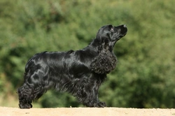 Cocker Spaniel Traits: Essential Guide to Temperament and Care